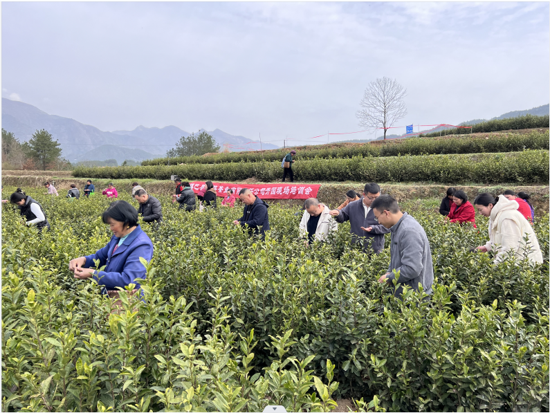 有关于简池镇：“党建+”赋能茶产业提质增效的信息