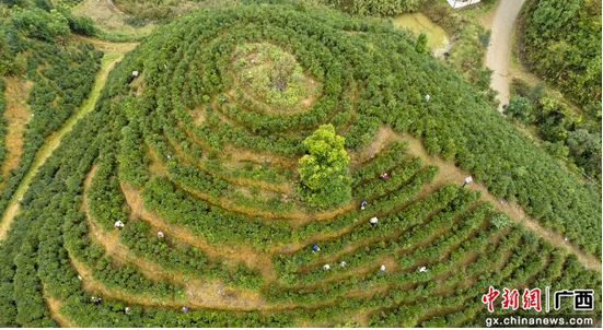有关于广西梧州加快推动六堡茶产业与旅游业深度融合发展的最新消息(4)