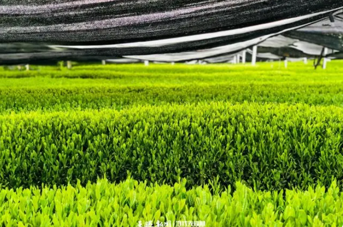 关于贵州“抹茶小寨”破解抹茶种植“密码”的资讯(3)