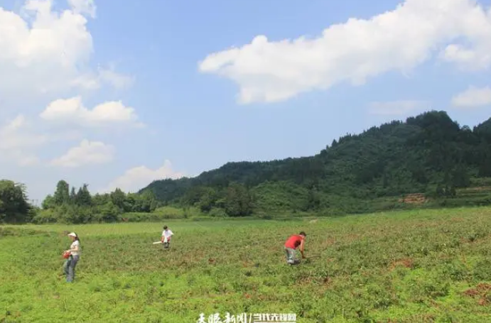 关于贵州“抹茶小寨”破解抹茶种植“密码”的资讯(2)