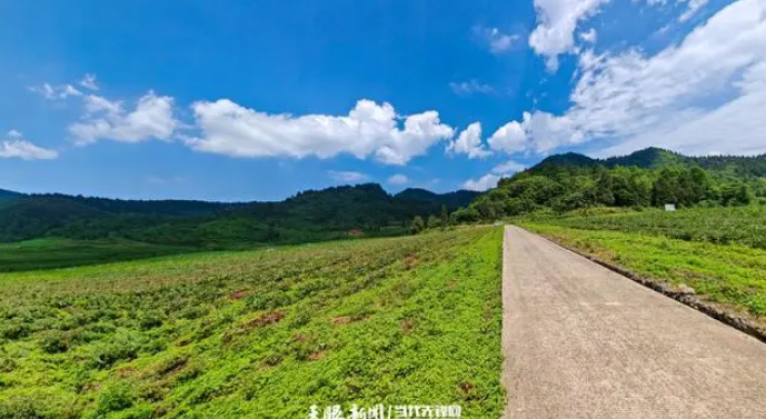 关于贵州“抹茶小寨”破解抹茶种植“密码”的资讯(1)