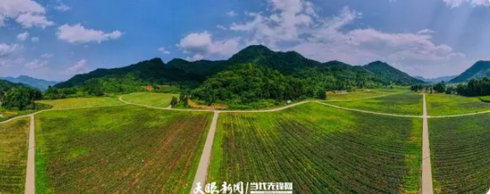 关于贵州“抹茶小寨”破解抹茶种植“密码”的资讯