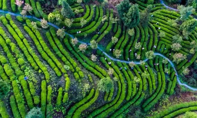 关于毕节茶，获国际大奖！的相关内容(2)
