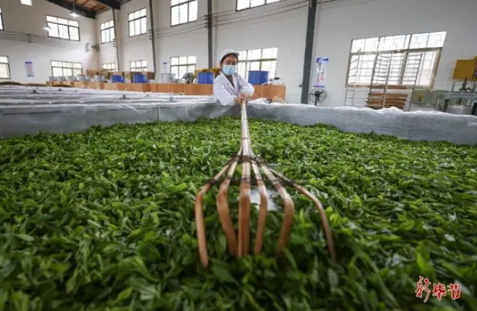 关于毕节茶，获国际大奖！的相关内容