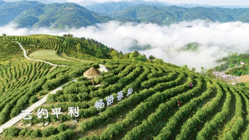 关于平利县 人均一亩茶园 户均增收一万元的相关信息(1)