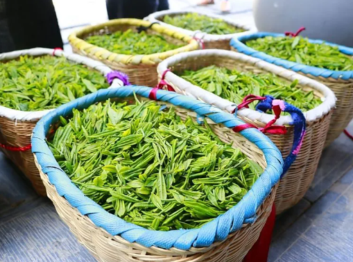 关于平利县 人均一亩茶园 户均增收一万元的相关信息(4)