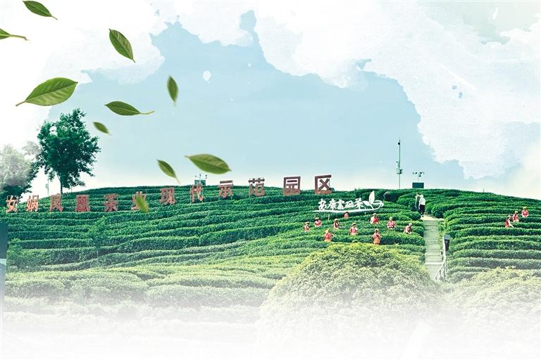 关于平利县 人均一亩茶园 户均增收一万元的相关信息