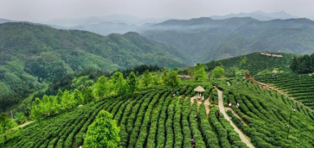 关于平利县 人均一亩茶园 户均增收一万元的相关信息(3)