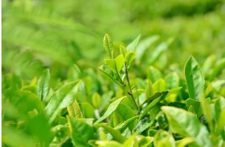 关于平利县 人均一亩茶园 户均增收一万元的相关信息(2)