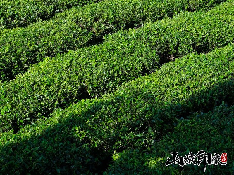 有关于走进自然 了解白沙有机茶的相关信息(22)