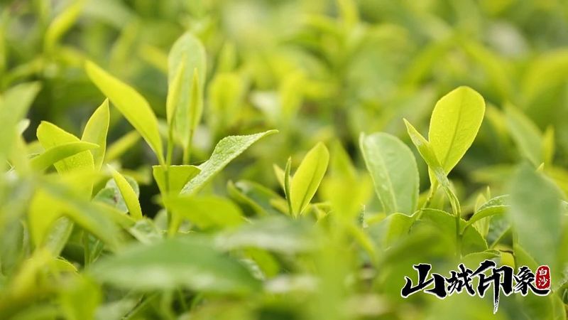 有关于走进自然 了解白沙有机茶的相关信息(33)