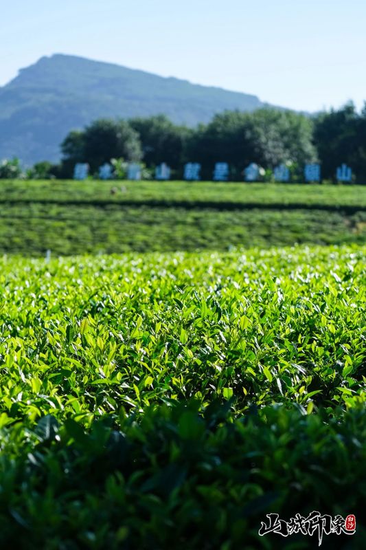 有关于走进自然 了解白沙有机茶的相关信息(24)