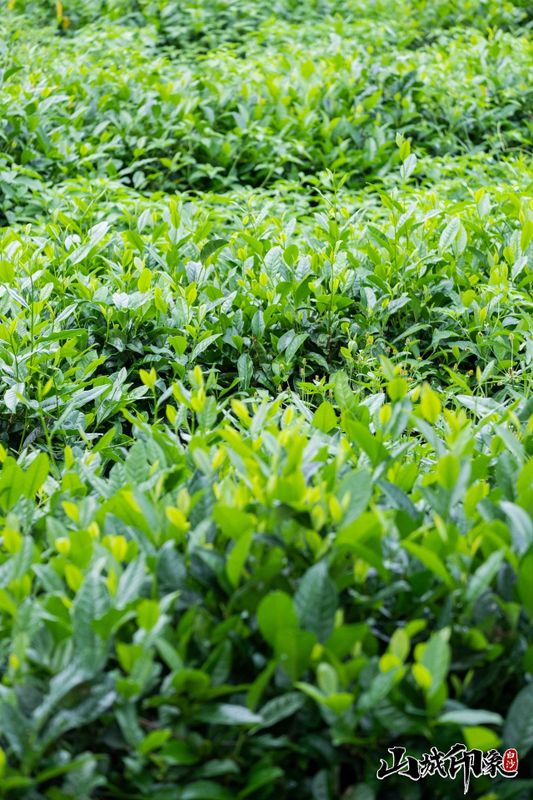 有关于走进自然 了解白沙有机茶的相关信息(3)