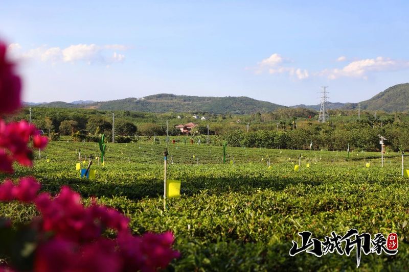 有关于走进自然 了解白沙有机茶的相关信息(31)