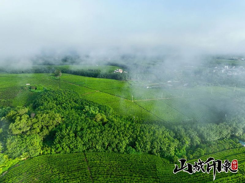 有关于走进自然 了解白沙有机茶的相关信息(26)