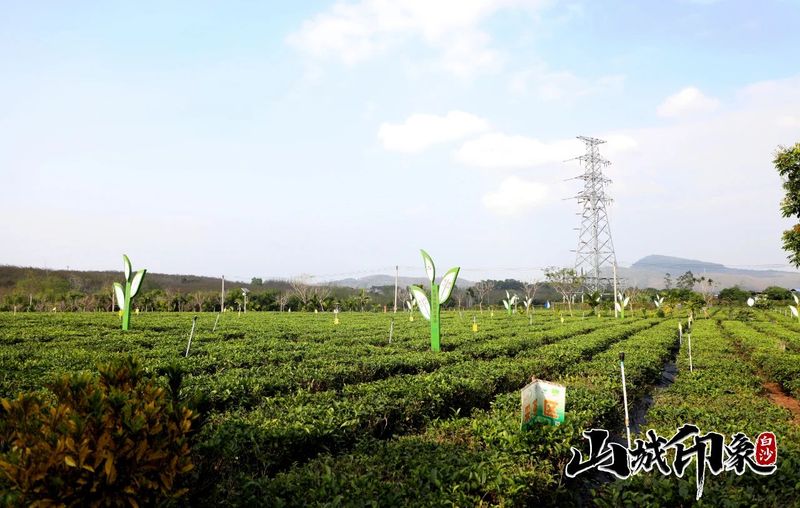 有关于走进自然 了解白沙有机茶的相关信息(30)