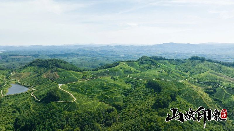 有关于走进自然 了解白沙有机茶的相关信息(10)