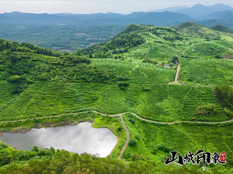 有关于走进自然 了解白沙有机茶的相关信息(4)