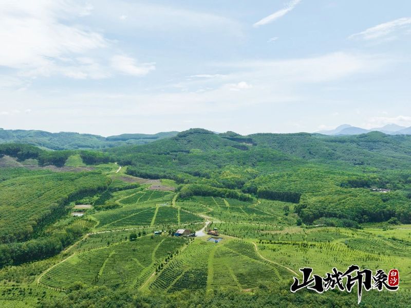 有关于走进自然 了解白沙有机茶的相关信息(14)