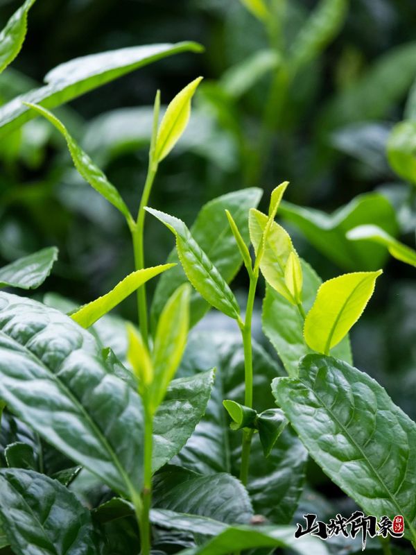 有关于走进自然 了解白沙有机茶的相关信息(1)