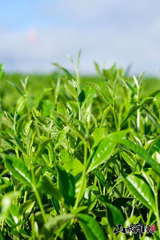 有关于走进自然 了解白沙有机茶的相关信息(23)