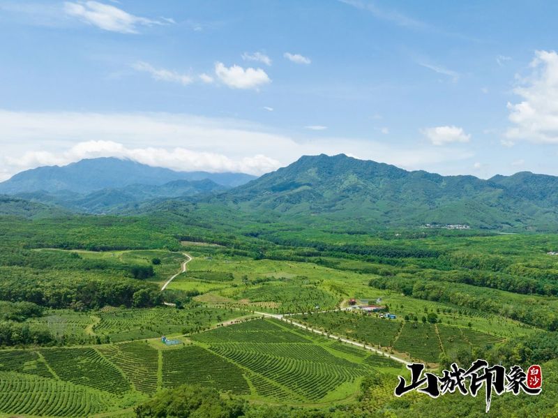 有关于走进自然 了解白沙有机茶的相关信息(16)