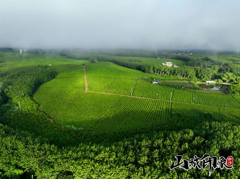 有关于走进自然 了解白沙有机茶的相关信息(27)