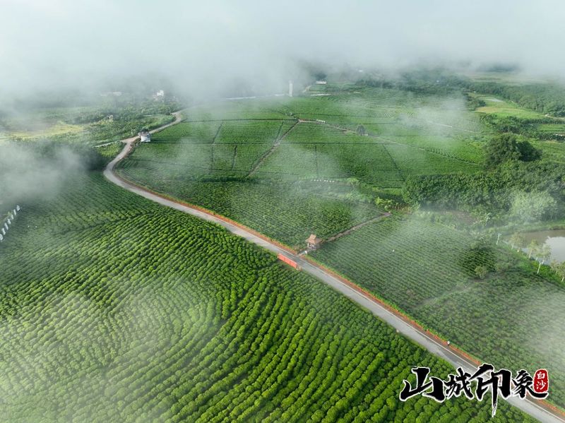 有关于走进自然 了解白沙有机茶的相关信息(25)