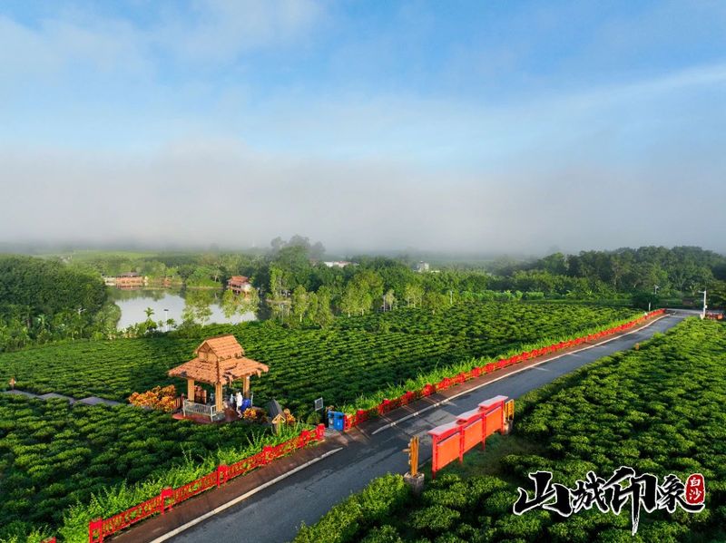 有关于走进自然 了解白沙有机茶的相关信息(20)