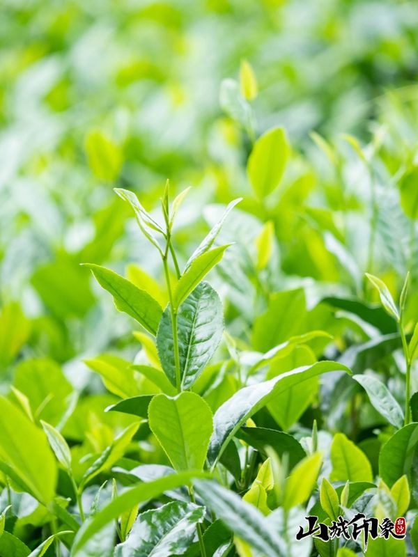 有关于走进自然 了解白沙有机茶的相关信息