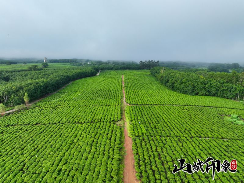 有关于走进自然 了解白沙有机茶的相关信息(28)