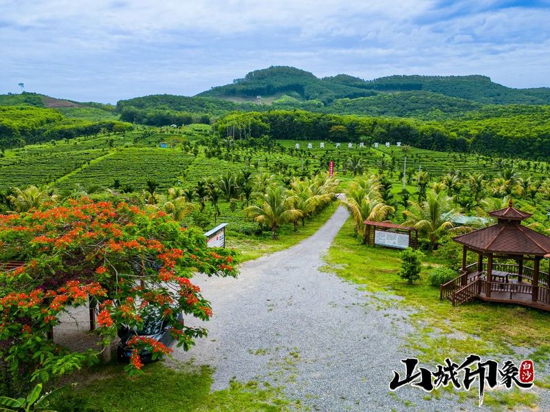有关于走进自然 了解白沙有机茶的相关信息(8)