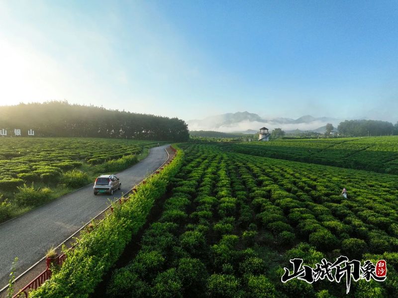 有关于走进自然 了解白沙有机茶的相关信息(19)