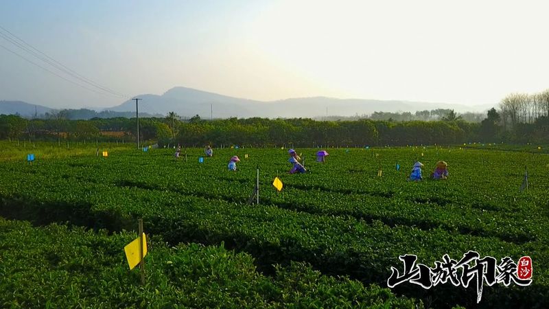 有关于走进自然 了解白沙有机茶的相关信息(29)