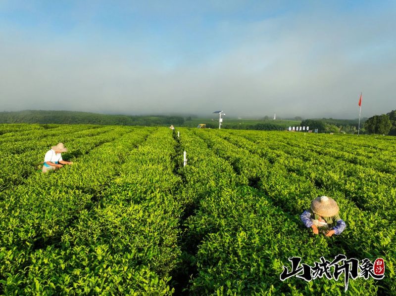 有关于走进自然 了解白沙有机茶的相关信息(21)