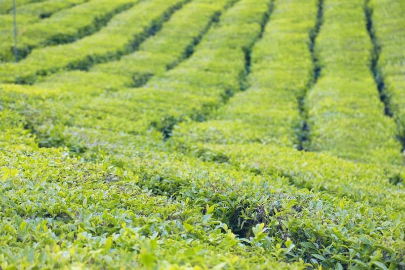 有关于磐安农商银行金融赋能县域茶产业高质量发展的相关内容(2)