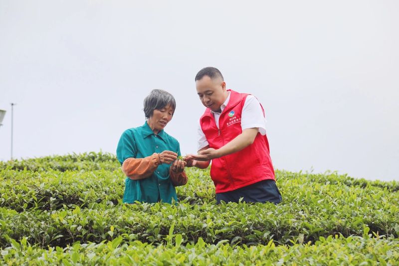 有关于磐安农商银行金融赋能县域茶产业高质量发展的相关内容(5)