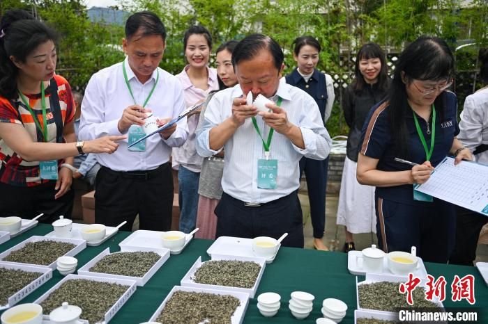 关于四川洪雅制茶人指尖上较量“真功夫”的信息(7)