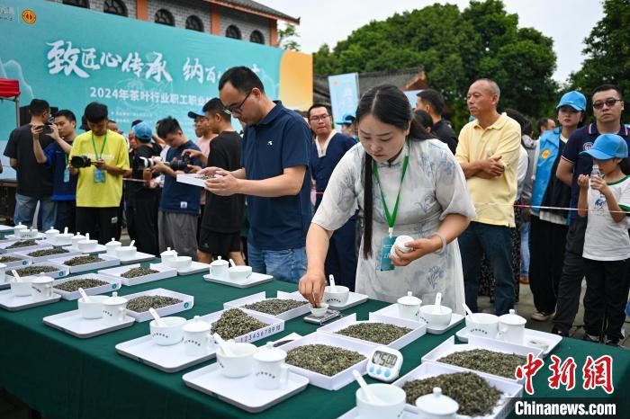 关于四川洪雅制茶人指尖上较量“真功夫”的信息(5)