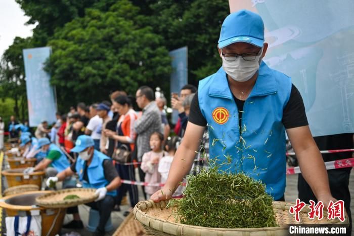 关于四川洪雅制茶人指尖上较量“真功夫”的信息