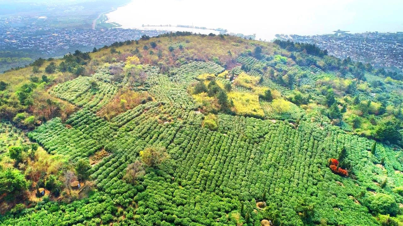 关于茶乡“后浪”为我市茶产业高质量发展注入“活水”的资讯