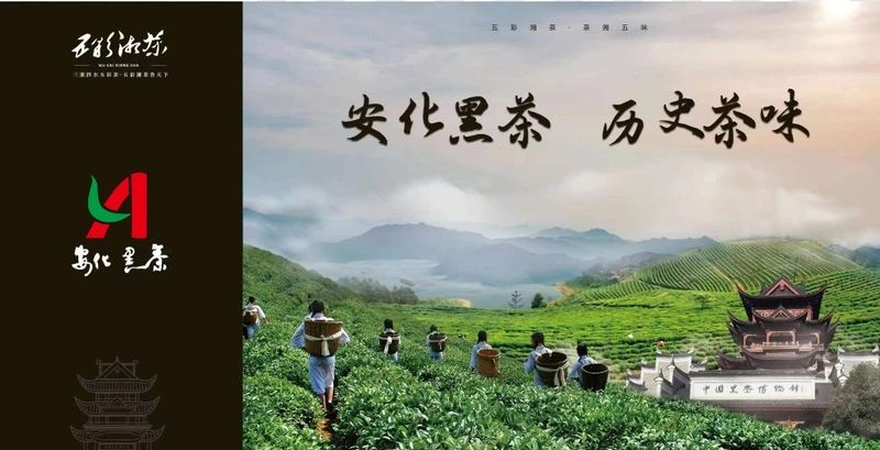 有关于最新官方发声：安化黑茶如何做到安全、安心、安康的最新消息(2)