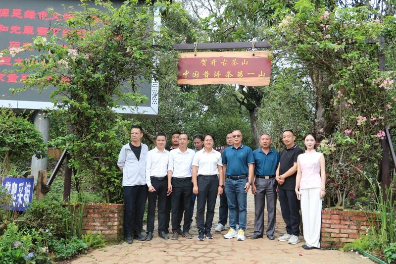 有关于勐海县举行“1991·一山一韵”西双版纳州古树茶溯源计划启动仪式暨“中国普洱茶第一山的内容