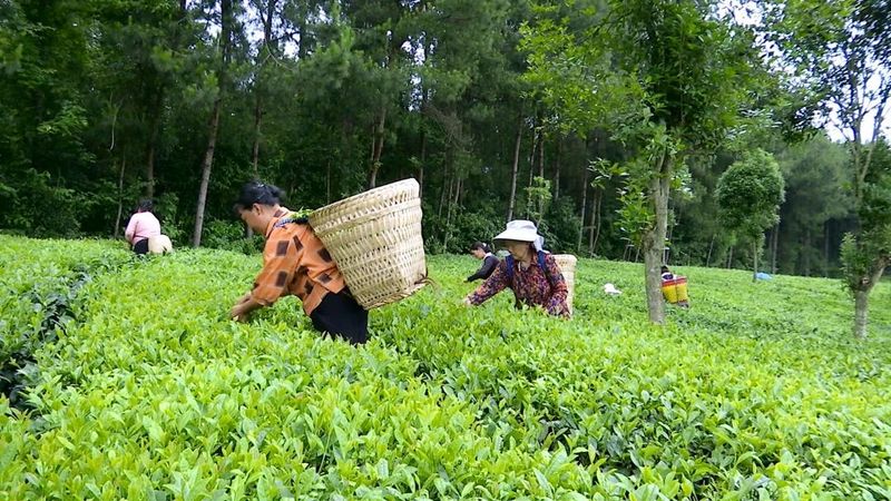 关于何坝街道凌云村：夏茶采摘忙茶农喜增收的消息