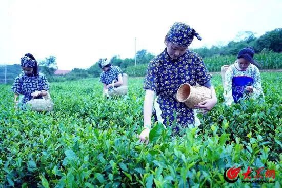 关于潍坊临朐：沂山脚下，600至800米高山茶园，是这样做到清香溢远的内容