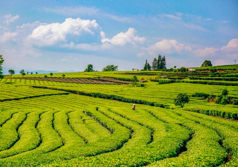 关于保山腾冲市 这“警茶”，香！的新闻