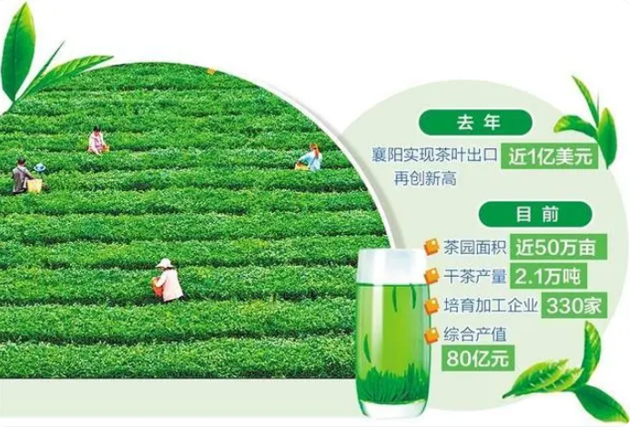 有关于湖北襄阳：万亩茶园富百姓的消息
