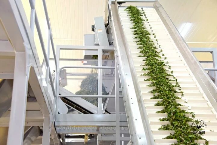 有关于“东方金美人”香飘世界!英德红茶致力打造“中国红茶第一品牌”的资讯(9)