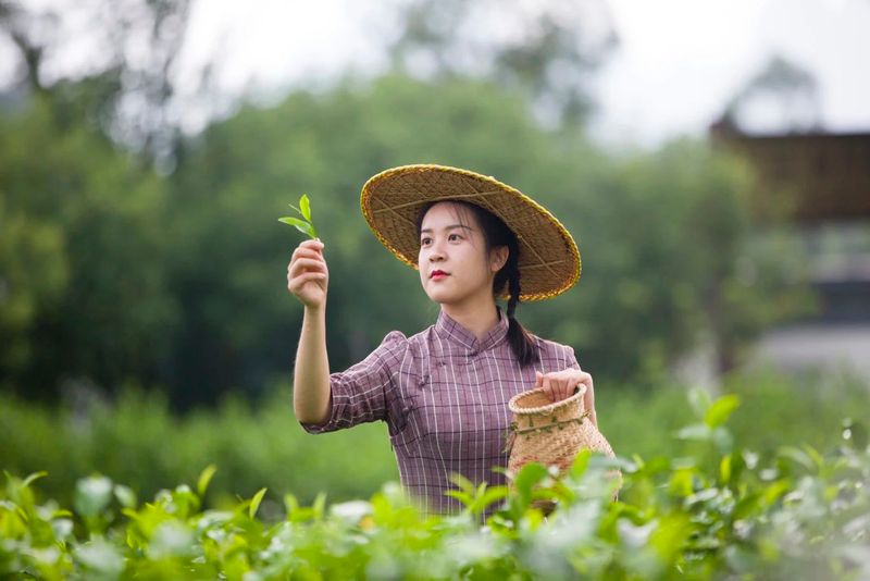 有关于“东方金美人”香飘世界!英德红茶致力打造“中国红茶第一品牌”的资讯(6)