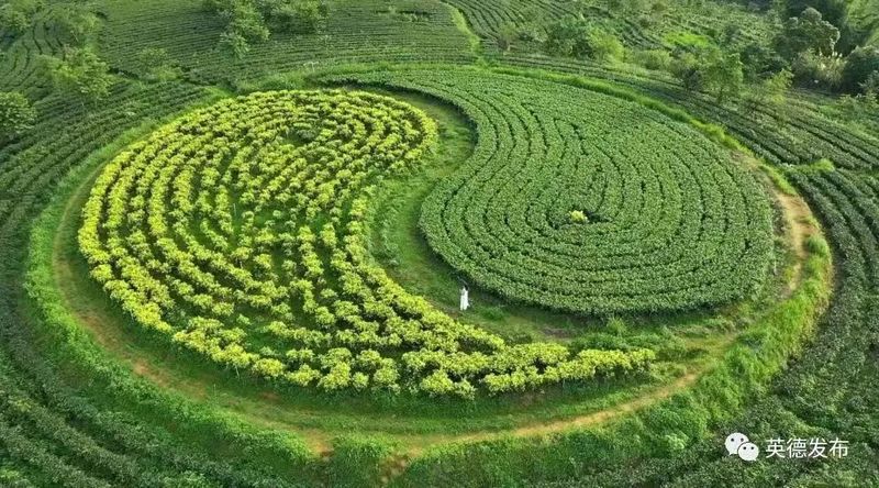 有关于“东方金美人”香飘世界!英德红茶致力打造“中国红茶第一品牌”的资讯(7)